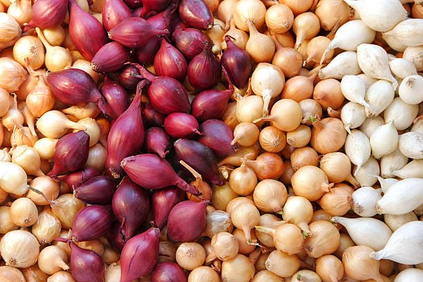 onions at the farmers market. outdoor shot.